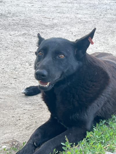 A black dog with pointed ears, one of which has a red tag, lies on a dirt or gravel surface. The dog's mouth is slightly open, revealing its teeth, and it is looking slightly to the left of the camera. Green vegetation is visible in the lower right corner of the frame. The scene appears to be outdoors, possibly in a rural or undeveloped area of Yerzovka, Russia.