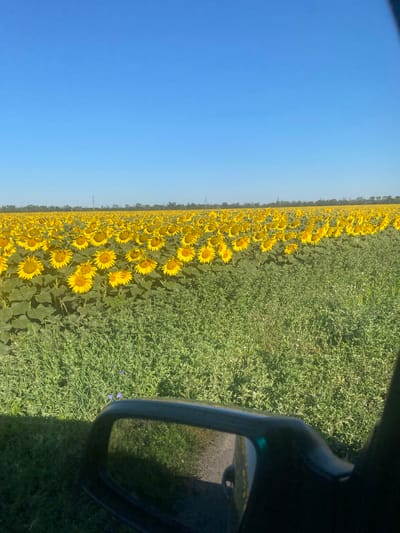 The image depicts a vast field of sunflowers under a clear blue sky. The sunflowers are in full bloom, with their yellow petals facing towards the sun. They stretch as far as the eye can see, creating a vibrant yellow carpet across the landscape. In the foreground, a side-view mirror of a vehicle is visible, reflecting a portion of the road and the surrounding greenery. The location is identified as the city of Lymans'ke, Ukraine. The environment is rural, characterized by the extensive agricultural field and the absence of urban structures. There are no people visible in the image. The overall scene conveys a sense of natural beauty and agricultural abundance.