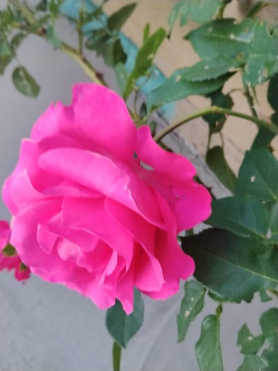 A close-up, slightly blurry shot captures a vibrant pink rose in bloom, its petals unfurling with soft curves. The rose is the dominant subject, set against a muted background of green leaves and stems. The leaves, some showing signs of wear with small holes or lighter spots, appear to be part of the same plant as the rose. Behind the foliage, a pale, textured surface, possibly a wall or building, is visible, with a hint of a light blue element suggesting an object or structure. The lighting is soft, highlighting the velvety texture of the rose petals. The scene evokes a garden setting. The location is Cîrpești, Moldova.