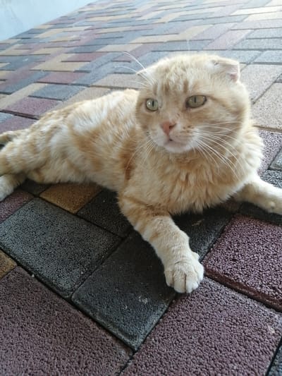 A ginger and white cat with folded ears lies on a patterned surface made of rectangular paving stones. The stones are arranged in a staggered pattern and vary in color, including shades of gray, brown, and possibly a dark red or purple. The cat is facing to the right and looking slightly upwards, with its green eyes open. Its fur is fluffy, and it has prominent white whiskers. The cat's body is stretched out, with its front paws extended forward. The surface appears to be outdoors, possibly a patio or walkway. The lighting suggests it is daytime, with soft shadows. The overall mood is calm and relaxed, as the cat is resting. There are no people, text, or specific event details visible in the image.