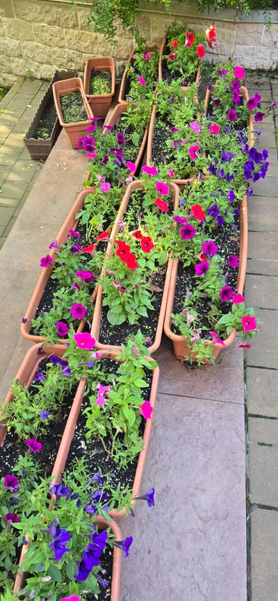 The image shows a series of rectangular terracotta planters filled with blooming petunias. The planters are arranged in a row on a textured stone surface, with a stone wall in the background. The petunias are in various shades of pink, purple, and red. The scene is outdoors, likely in a garden or patio area. The location is identified as Blagoveshchenka, Russia. There are no people or animals visible in the image. The overall impression is one of colorful floral decoration.
