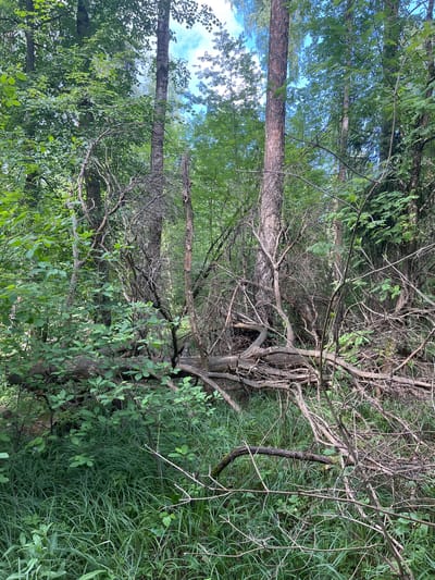 A dense forest scene is captured in Петрово-Дальнее, Russia, featuring a thick undergrowth of green grass and a profusion of fallen branches and deadwood scattered across the forest floor. Several trees, some appearing mature with rough bark, rise vertically, their branches forming a canopy that allows dappled sunlight to filter through. The vegetation is lush and green, indicating a temperate climate. The composition is dominated by natural elements, with no signs of human presence or activity. The overall impression is one of untamed wilderness.