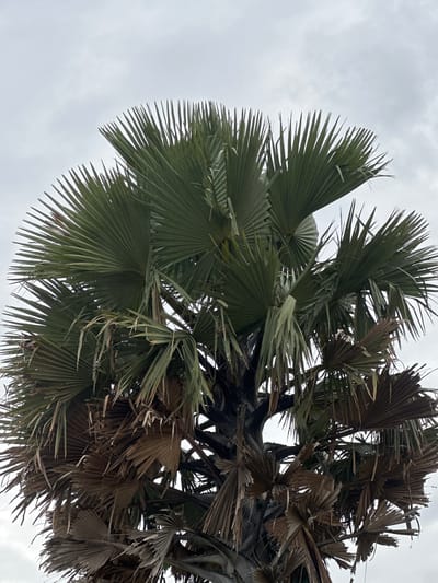 The image shows the crown of a palm tree against an overcast sky. The palm fronds are fan-shaped, with some appearing green and healthy, while others are dry and brown, suggesting a mix of new and old growth or the effects of weather. The texture of the dry fronds is wispy and fragmented. The trunk of the palm tree is visible, with a rough, dark texture. The scene appears to be outdoors, likely in a tropical or subtropical environment. The location is specified as Miango, Nigeria, suggesting a natural or semi-natural setting within that city. There are no people or animals visible in the image. The overall mood is somewhat muted due to the cloudy sky and the presence of dry foliage.