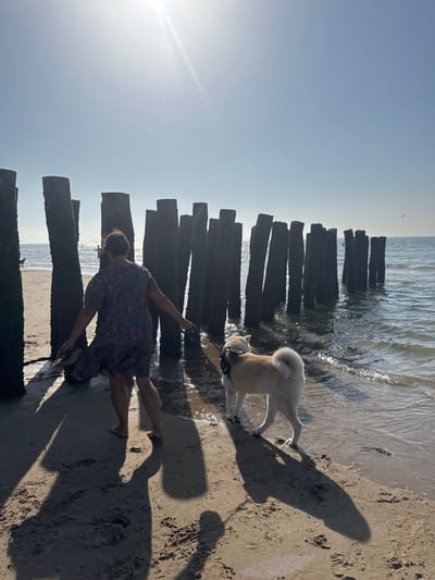 A person and a dog are at the beach. The person is wearing a dark patterned dress and is lying on their side on the sand, facing away from the camera. Their legs are bent and their arms are outstretched. The dog is a light-colored Akita breed, wearing a harness and leash. It is standing on the sand near the water's edge, with its tail up and looking towards the person. The setting is a beach with a line of wooden breakwaters in the water. The water is calm and there are small waves. The sand is wet and has footprints. The sun is shining, casting long shadows, suggesting it is late afternoon or early morning. The sky is clear and blue, with a slight haze. There is a small, dark object in the distance, possibly a kite or a bird. The overall mood is peaceful and relaxed, with a sense of enjoyment of the natural surroundings. There is no visible text in the image. The location is Wissant, France.