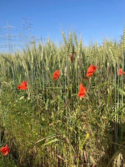 The image depicts a field of wheat with scattered red poppies. The wheat stalks are tall and green, some with developing seed heads. The poppies, with their vibrant red petals, stand out against the green backdrop. The scene is bathed in sunlight, suggesting a clear day. In the background, a bright blue sky is visible, with the faint outline of power pylons and transmission lines, indicating an outdoor, possibly rural or semi-rural setting. The presence of these man-made structures hints at the field being located near an area with electrical infrastructure, common in many populated regions. The overall impression is one of a natural landscape coexisting with modern industrial elements, likely captured during daytime on a fair-weather day. No people or specific activities are depicted; the focus is on the natural elements of the field and the broader environment. The image evokes a sense of summer beauty and the subtle interplay between nature and human development.