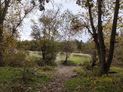 A clearing surrounded by trees with autumn foliage and bare branches. The ground is covered in fallen leaves, grass, and low-lying vegetation. A trail covered in leaves leads into the clearing. The sky is overcast. A small pond or puddle can be seen in the distance through the trees and foliage. The scene evokes a sense of nature in transition.