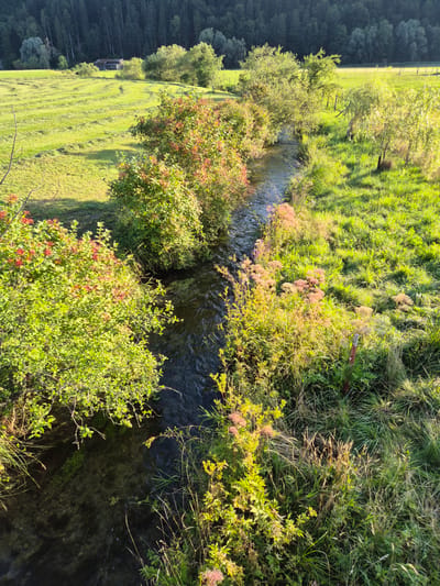 The image shows a narrow, flowing stream bordered by lush green vegetation. On the left bank, there are dense bushes with red berries, while the right bank features tall grasses and wildflowers with pinkish blooms. The stream bed is visible, with rocks and clear water. In the background, a mown field stretches towards a dense forest at the base of a hill. Sunlight illuminates the scene, casting shadows and highlighting the vibrant colors of the foliage. The image appears to be taken in a rural or natural setting, likely in or around Niederndorf, Austria, given the context. There are no people or animals visible in the image. The overall impression is one of a tranquil, natural landscape bathed in warm, late afternoon light.