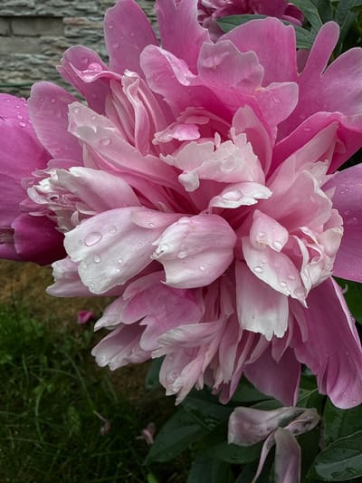 A close-up, vertical, eye-level shot captures a vibrant pink peony flower with water droplets clinging to its petals. The flower's petals are a mix of deep pink and lighter, almost white shades, creating a layered and textured appearance. Some petals are curled inward, revealing the intricate structure of the bloom. The background is softly blurred, showing glimpses of green grass and a textured gray surface, possibly a brick wall. The scene evokes a sense of freshness and natural beauty, enhanced by the presence of the water droplets, suggesting recent rain. The location is Yakshur-Bod'ya, Russia, a small rural settlement. The overall impression is one of delicate elegance and the transient beauty of nature.