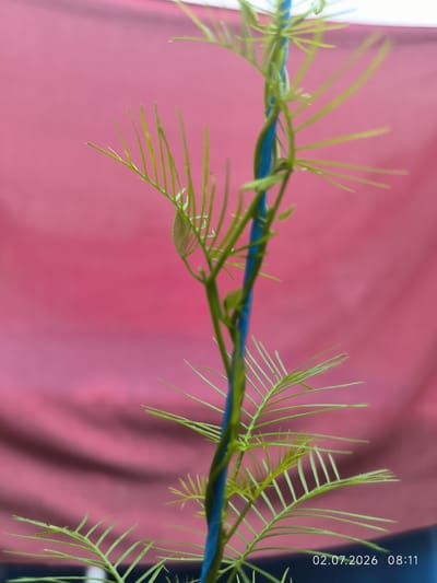 A thin, green vine is wrapped around a blue support string against a blurred pink background. The vine has delicate, feathery leaves that are spread out along its length. The image is a close-up, focusing on the plant's structure and texture. A timestamp, "02.07.2026 08:11", is visible in the lower right corner. There are no people or animals in the image, and the location within Kattasu, Uzbekistan, is not discernible from the visual information provided.