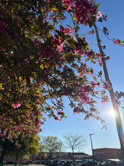 The image shows a blooming crabapple tree with pink flowers and green leaves against a clear blue sky. The sun is shining brightly, creating a lens flare. A light grey or white metal bar is visible across the top of the image, and parts of buildings and trees are visible in the background. The location appears to be urban, with a mix of nature and infrastructure. No people are visible. It is not possible to verify that the location is in Azuqueca de Henares, Spain, solely from this image.