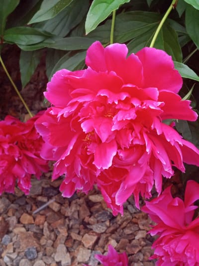 A close-up shot captures a vibrant, ruffled pink peony bloom in sharp focus. The flower's petals are a rich fuchsia, with delicate white edges that give them a soft, airy appearance. The bloom is large and full, with layers of petals creating a sense of depth and texture. Behind the peony, dark green leaves provide a lush backdrop, some slightly blurred. The lower part of the image reveals a scattering of small, rough-textured stones in shades of brown, grey, and beige, likely part of a garden bed. A few other pink peony blooms, less in focus, are visible to the left and right. The lighting highlights the saturated color of the main peony, suggesting it's a sunny day. The scene is of a garden, likely in the city of Yurga, Russia, given the prompt's instruction, though no specific landmarks or urban elements are visible to confirm this location.