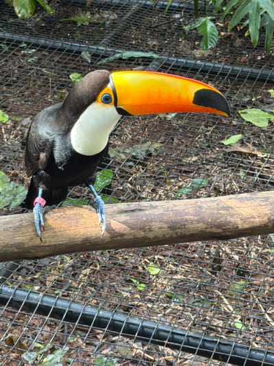 The media file shows a toucan perched on a wooden post within an enclosure. The toucan, with its distinctive large, vibrant orange and yellow beak, has black plumage and a white chest. It is captured from a slightly elevated, side-angle perspective. The bird is gripping the textured surface of the post with its blue-grey talons, one of which has a pink band around it.
The background consists of a wire mesh fence, behind which lies a ground covered with leaves and dirt, suggesting an outdoor enclosure in a naturalistic setting. Some green foliage is visible on the left side and through the fence, hinting at a lush environment. The lighting suggests it is daytime, with dappled sunlight possibly filtering through trees, creating a natural and somewhat muted atmosphere. The scene appears to be in Foz do Iguaçu, Brazil, which is known for its rich biodiversity. There is no visible text in the media file. The toucan appears calm and alert, its bright blue eye clearly visible.