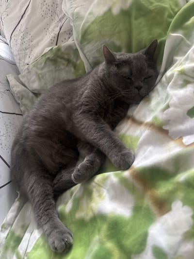 A grey cat is sleeping on a bed with floral patterned sheets in Jõhvi, Estonia. The cat is curled up on its side, with its eyes closed and its head resting on the pillow. The sheets are green and white, with a pattern of leaves and flowers. The room is dimly lit, and the overall impression is one of peace and tranquility.