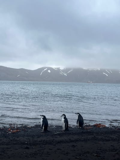 Three chinstrap penguins stand on a dark, pebbly shore next to a gray ocean. Mountains rise in the background, shrouded in fog and with patches of snow visible. The sky is overcast, creating a monochromatic landscape of gray, white, and black. The photo is taken from a slightly elevated perspective.