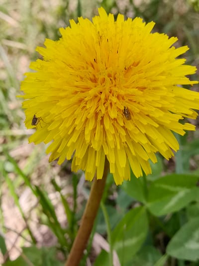 A close-up, eye-level, outdoor shot captures a vibrant yellow dandelion bloom. The flower dominates the frame, its petals fanning out. Two small, dark-colored insects with segmented bodies are visible on the petals. One is on the left side, and the other is slightly to the right and center. The background is a soft blur of green foliage and dried grass, indicating a natural environment. The image was taken in Pinsk, Belarus.