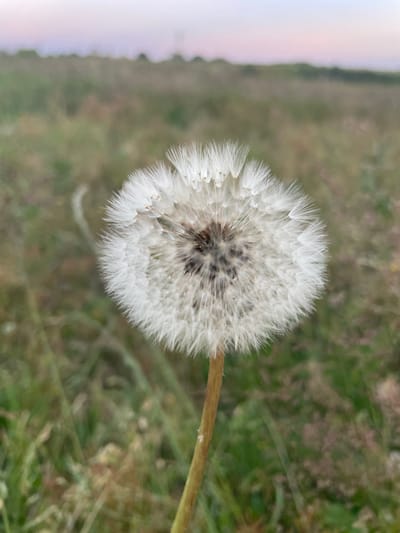 A close-up, eye-level shot focuses on a mature dandelion seed head, its white, fluffy pappi fanning outwards. The seed head is positioned slightly off-center to the right, with its stem visible in the lower right quadrant. Behind the dandelion, a blurred landscape unfolds, characterized by a field of grass and vegetation that transitions into a soft, pastel-colored sky in the upper portion of the image, suggesting either dawn or dusk. The background is out of focus, creating a shallow depth of field that emphasizes the dandelion. The scene is set in Coșnița, Moldova.