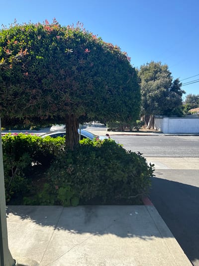 This is a daytime, eye-level, outdoor photograph taken in San Mateo, California, United States of America. In the foreground, a concrete sidewalk is visible, casting dappled shadows from an overhead tree. To the left, the edge of a building is partially in frame. The midground features a large, manicured evergreen tree with reddish new growth at its crown. Beneath the tree, a dense, green shrubbery partially obscures a parked car, only the top portion of which is visible. A paved street runs horizontally across the image, with a curb separating it from the sidewalk. In the background, a light-colored wall runs along the property line, with trees and houses visible beyond. The sky is clear and blue.