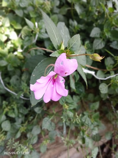 The image presents a close-up, top-down perspective of a single pink Impatiens flower, commonly known as Busy Lizzie, located within a natural green foliage setting. The flower, centrally positioned and in sharp focus, displays vibrant pink petals with a prominent recurved spur extending backward. Visible imperfections include a pale blue-grey mark on an upper petal and a small dark spot on a lower petal. To the right of the main flower, a single, tightly closed green flower bud is present on a stem, slightly out of focus. The background consists of dense, blurred green leaves and stems, indicating a lush plant environment. A thin, linear white object, possibly a string or slender vine, traverses the left side of the frame, also out of focus. The lower-left corner includes a digital timestamp: "2025/09/07 12:00". The scene is illuminated by natural light. This visual record is situated in the Cotswold District, United Kingdom.
