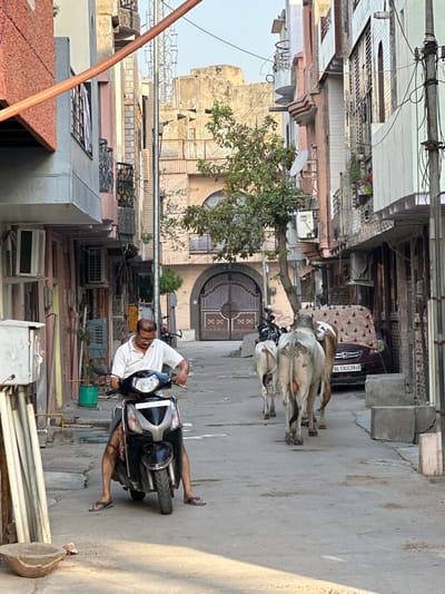 The image depicts a narrow street in Mathura, India. A man wearing a white shirt is riding a black and silver Honda scooter. In front of him, two cows are walking down the street, their rumps facing the camera. Behind the cows, a maroon car is parked with the license plate "DL 13CC 3946". The street is lined with buildings of various colors, including pink, beige, and grey. Air conditioning units are visible on the sides of the buildings. A gated archway is present further up the street. Overhead are electrical wires running between buildings. The street appears to be paved, and some debris or construction material is visible on the side of the road. The sky is clear.