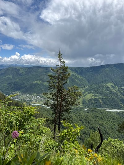 This is a high-angle, full outdoor, vertical shot of a mountainous landscape in Nizhnyaya Teberda, Russia. The foreground is filled with lush green vegetation, including a prominent pine tree in the center, and a small purple flower on the left. In the midground, a village is nestled in a valley, with a winding river flowing through it. The background is dominated by rolling green mountains, partially obscured by a mix of bright white and dark, heavy clouds. The lighting suggests it is daytime, with the sun partially visible through breaks in the clouds. There are no people visible in the image.