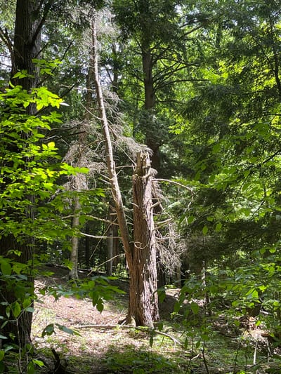 A medium shot captures a forest scene with a prominent dead tree in the center, surrounded by lush green foliage. The dead tree, with its bare branches and decaying trunk, stands in stark contrast to the vibrant life around it. Sunlight filters through the dense canopy, casting dappled shadows on the forest floor, which is covered in a layer of fallen leaves and twigs. The scene is tranquil and evokes a sense of the natural world's cycle of life and decay. The location is identified as Brantingham, United States, though no specific landmarks or geographical features are discernible beyond it being a woodland area. There are no people or animals visible in the image.