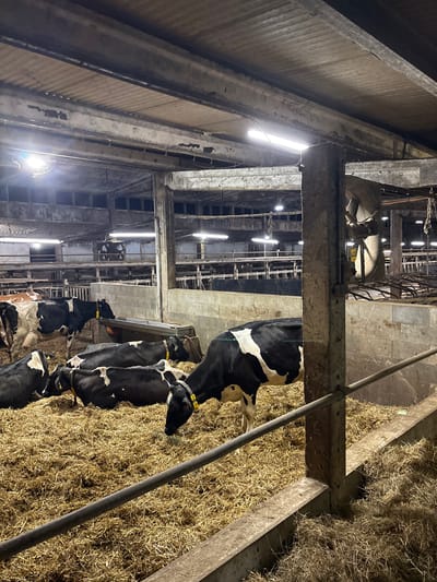 The image depicts the interior of a barn housing several Holstein Friesian cows. The cows are predominantly black and white, with yellow identification tags visible on some. They are standing and lying down on a thick bed of straw. The barn structure is evident, with concrete walls, metal beams, and lighting fixtures. In the background, industrial-looking equipment, possibly for ventilation or other farm operations, is visible. The scene is characteristic of a modern dairy farm. The location is identified as Kitzscher, Germany, a city in Saxony known for its agricultural landscape.
