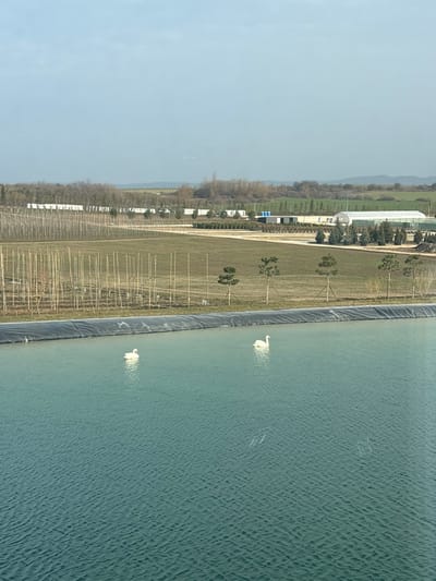 An elevated view captures an agricultural or horticultural landscape within Зеленогорское сельское поселение, Ukraine, under a hazy sky. In the foreground, a large, rectangular artificial pond or reservoir occupies the lower half of the frame, its surface exhibiting ripples and a greenish-blue hue. The far edge of the pond is bordered by a dark, possibly black, liner or embankment. Two white swans are present on the water, one positioned in the mid-left and the other in the mid-right.
Beyond the pond, the midground displays a cultivated area. Immediately adjacent to the pond's edge is a strip of bare earth, followed by rows of slender, vertical stakes, indicative of an orchard or vineyard. To the right, a wider expanse of ground contains scattered, small coniferous trees. Further back, a linear arrangement of white modular units or containers is visible, accompanied by several darker industrial-type buildings and a large, translucent greenhouse with a rounded roof on the far right. The background features a line of deciduous trees with bare branches, leading to undulating terrain that extends to the horizon. Faint blue lights or reflections are discernible in the upper-left quadrant of the sky.