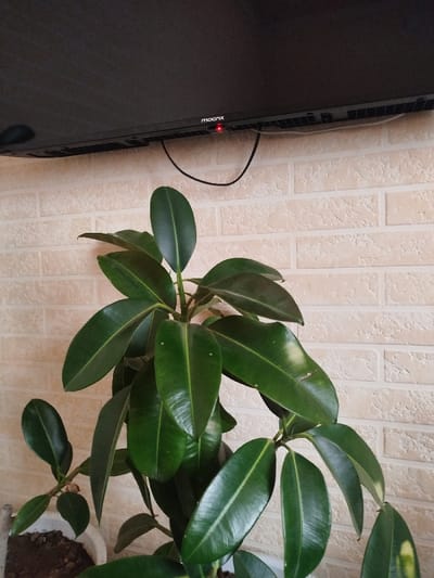 The scene depicts an indoor environment in Mirzabashichek, Uzbekistan. A prominent Ficus elastica houseplant occupies the lower frame, displaying numerous large, dark green, glossy leaves, some with minor white blemishes. The plant is situated in a white pot, partially visible at the bottom left. Behind the plant, a light-beige wall with a simulated brick texture is visible. Mounted high on this wall is a black flat-screen 'moonx' brand television, identified by its logo and an illuminated red standby indicator light. A single black cable hangs vertically from the television's underside. No individuals are present.
