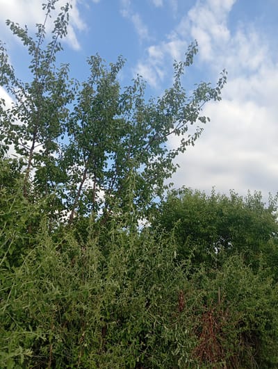 The image depicts a lush green overgrowth of trees and bushes under a partly cloudy blue sky. In the foreground, a dense thicket of smaller bushes with delicate branches and small leaves dominates the lower half of the frame. Behind this, taller trees with larger leaves and more substantial branches rise up, their canopies reaching towards the sky. Some branches of these trees extend to the left and upper right, silhouetted against the sky. The sky is a vibrant blue, interspersed with fluffy white clouds, some of which appear slightly gray. The overall scene suggests an outdoor environment with abundant vegetation, possibly a park, a garden, or a natural area. There are no people or animals visible in the image.