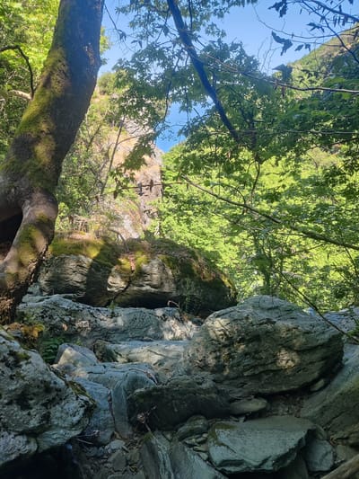 This image shows a rocky, wooded area in the Municipal Unit of Melivia, Greece. A large tree trunk, partially covered in moss, is visible on the left side of the frame. In the foreground and midground, a collection of large, gray rocks are scattered, some with moss growth. The background features a steep, rocky slope covered in green vegetation and trees. Sunlight filters through the leaves, creating dappled shadows on the rocks and ground. The sky is a clear, bright blue.