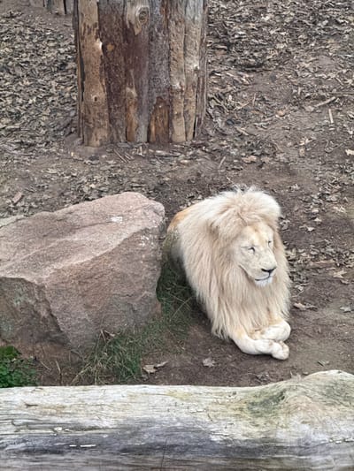 The image depicts a white lion resting in an outdoor enclosure in Demydiv, Ukraine. The lion, characterized by its creamy white fur and full, light-colored mane, lies on its side with its head facing slightly right and its front paws crossed. Its eyes appear closed or mostly closed. To the left of the lion is a large, irregularly shaped reddish-brown rock. The ground is composed of exposed dirt and scattered dry leaves, with small patches of green grass visible near the lion and the rock. In the upper background, a vertical barrier constructed from several closely placed wooden logs or tree trunks rises from the ground. A weathered, horizontal wooden log partially occupies the bottom edge of the frame. No other animals or humans are present in the scene, and no specific actions or interactions are depicted.