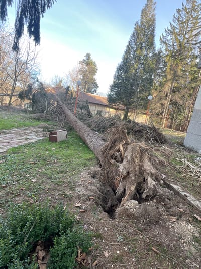 The scene, located in the city of Panichkovo, Bulgaria, depicts a large coniferous tree lying horizontally on the ground, having been uprooted. Its massive root ball is prominently exposed on the right, showing significant soil displacement and a deep crater from where it originated. The tree's trunk, covered in bark and retaining some branches and needles, extends diagonally across the frame towards the upper left. A concrete block with a reddish-brown top sits on the grass to the left of the tree's trunk. The ground consists of green grass, patches of bare earth, fallen leaves, and scattered pinecones. Small green shrubs are visible in the immediate foreground on the left. A paved or tiled pathway runs along the far left edge. In the background, a metal fence separates the grassy area from a building with a reddish-brown tiled roof and light-colored walls. Several tall coniferous trees and bare deciduous trees stand upright beyond the fallen tree. At least three streetlights, featuring spherical white luminaires on reddish-orange poles, are visible. A large, grey concrete structure is partially visible on the far right. The sky is clear and light blue, indicating daylight. No individuals are present.