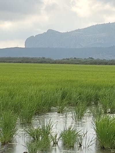 The image shows a flooded rice field in the city of Pego, Spain, with lush green rice paddies in the foreground and middle ground. The water reflects the sky and the surrounding vegetation. In the background, rolling hills and a large, rocky mountain range are visible under a cloudy sky. The overall scene depicts a natural, agricultural landscape.