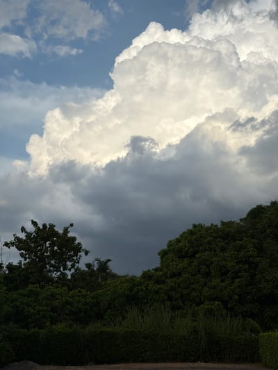 The image depicts a natural scene in Tha Sala, Thailand, dominated by a dramatic sky and lush vegetation. The upper portion of the frame is filled with a dynamic sky featuring a gradient of clouds. Bright, voluminous white cumulus clouds are illuminated by sunlight, contrasting sharply with darker, heavier gray storm clouds that occupy a significant portion of the sky. Patches of blue sky are visible in the upper left corner, indicating breaks in the cloud cover.
Below the sky, a dense line of dark green foliage forms the foreground and middle ground. Various trees and shrubs create a thick canopy, with individual leaf textures discernible in places. To the left, a tall tree with a full, dark green crown stands out against the darker clouds. To the right, more dense foliage, appearing as a wall of green, stretches across the frame, with some taller trees emerging from within. In the lower part of the image, a row of tall, green grasses or reeds is visible, adding texture to the scene. The very bottom of the image shows a strip of dark ground, possibly a road or path, with some gravelly texture. No people or animals are visible in the image. The overall impression is one of an approaching storm or the aftermath of one, with the dramatic interplay of light and shadow on the clouds and vegetation.