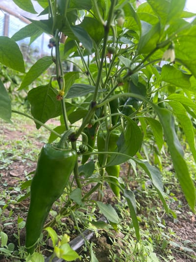 The image displays a close-up view of a pepper plant growing in a greenhouse. Several green peppers are visible, with one prominent pepper in the foreground. The plant has lush green leaves and is supported by a network of stems. The ground beneath the plant is covered with soil and small green weeds, with a black irrigation line running along the ground. In the background, the translucent material of a greenhouse structure is visible, allowing diffused light to enter. The image does not contain any people or any specific indicators of location within Ohrid, Bulgaria.