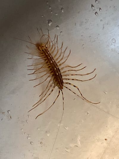 The image shows a close-up of a house centipede on a wet, metallic surface, likely a sink or countertop. The centipede is light brown with dark stripes and has numerous long, spindly legs. Small water droplets are visible on the surface around the insect. The background is blurred and out of focus. The location of Pervomaisk, Ukraine, is not depicted in the image itself and cannot be inferred from the visual information provided.