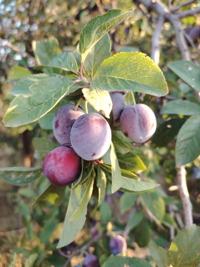 A close-up shot of a plum branch in Қапланбек ауылдық округі, Kazakhstan. The branch holds several ripe plums, varying in color from deep red to purple-blue. The plums are round to oval, with a slightly dusty bloom on their surface. Some of the plums show visible cracks or blemishes. Lush green leaves, some with serrated edges, surround the fruit. The background is softly blurred, with hints of sunlight filtering through the foliage and branches, suggesting an outdoor setting in natural light. The overall impression is one of a bountiful harvest.
