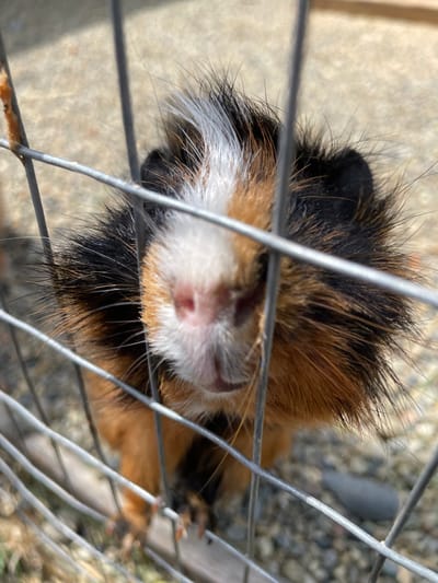 An overhead close-up shot features a small, furry, tri-colored animal, likely a guinea pig, peering through the metal bars of an enclosure. The animal's face, specifically its pinkish nose and snout, is pressed against the bars and is the central focus of the image. Its fur is a mix of black, warm brown/orange, and white, appearing somewhat ruffled and spiky, especially around its head and cheeks. White fur is prominent around its nose and chin, contrasting with the darker patches on its body. A small reddish mark is visible on its nose.
The animal appears curious and engaged, looking directly at the camera. The scene takes place outdoors during the daytime, indicated by the bright natural lighting that casts soft shadows. The background is blurred, showing what appears to be gravel or dirt ground. A grey, elongated object and a wooden or structural element are faintly visible in the soft-focus background, beyond the animal. The metal bars of the cage are in sharp focus in the foreground, creating a grid pattern that partially frames and obstructs the view of the animal. No text is visible in the image. The setting suggests an animal in an outdoor enclosure in Timofeevka, Russia.