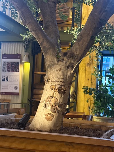 The image captures a scene indoors, possibly within a restaurant or café, featuring a faux tree trunk as a decorative element. The tree is positioned in a wooden planter box. The foreground of the image is filled by the tree trunk, adorned with artificial leaves. In the background, wooden walls and furniture are visible, with glimpses of an outside setting. A technical diagram poster hangs on the wall. The location in the city of San Cristóbal, Mexico is not apparent from visual data.