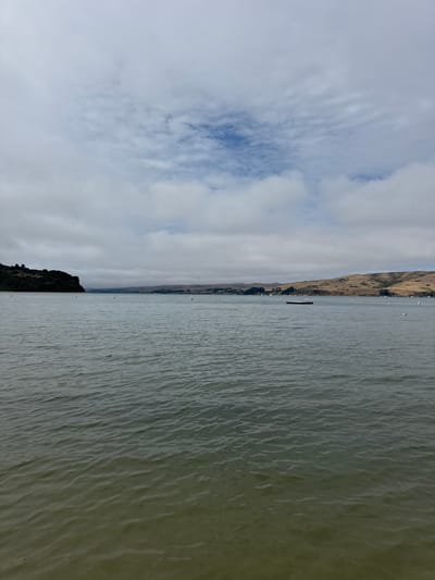 The image depicts a serene bay scene under a partly cloudy sky. The foreground is dominated by the rippling surface of dark, greenish-brown water, with subtle undulations indicating a gentle breeze. In the middle ground, the bay stretches towards a distant shoreline. To the left, a dark green, tree-covered landmass juts out into the water, creating a distinct headland. Beyond this, the shoreline extends to the right, characterized by rolling, golden-brown hills that are sparsely vegetated. Several white buoys are visible in the water, marking out areas or channels. A small, rectangular raft or platform floats in the middle of the bay. In the distance, a few scattered boats are visible along the shoreline. The sky is a mix of pale blue patches and soft, white clouds, with some darker, more textured clouds present, suggesting overcast conditions. The overall atmosphere is tranquil and natural. The scene is likely located in or around Marshall, California, given the characteristic rolling hills and coastal bay environment.