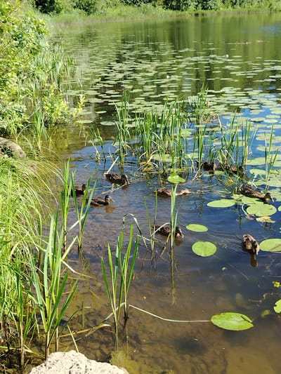 A natural pond in Stroitel', Russia, teems with life. Several mallard ducks are actively swimming and foraging among lily pads and reeds. The water is clear, allowing visibility of the rocky and sandy bottom. Lush green vegetation lines the pond's edge, with trees forming a dense backdrop in the distance. The sunlight casts reflections on the water's surface, creating a vibrant and serene natural setting.
