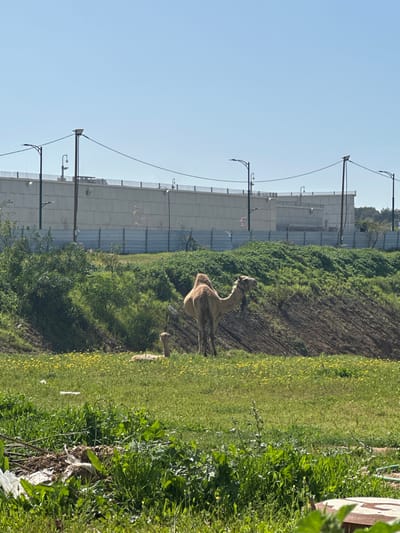 The image depicts a rural-urban transitional area in Tnuvot, Israel, under a clear blue sky. In the foreground, a vibrant green field with scattered yellow wildflowers contains two dromedary camels. An adult, light brown camel stands facing right, displaying a single hump and wearing a dark halter with an attached ornament or bell. To its left and slightly forward, a smaller, lighter-colored camel calf is lying down, with its head and neck visible. Behind the camels, a sloping embankment covered in dense green vegetation and patches of exposed dark earth rises.
In the mid-ground and background, a substantial light-grey concrete wall, approximately two stories high, stretches horizontally across the scene. This wall is topped with a metal fence and features multiple curved streetlights, as well as what appear to be surveillance cameras. Several utility poles with overhead lines are positioned in front of and near the wall. A lower, corrugated light-grey metal fence or barrier runs along the base of the concrete wall. Distant green foliage is visible above the wall on the right. In the immediate lower-left foreground, scattered debris including white plastic bags and organic waste is present amidst the grass.