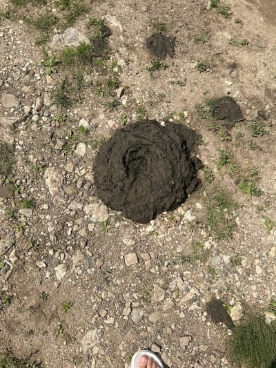 This is a high-angle, full shot of a cow patty on a dirt and gravel ground in Novo Mullakaevo, Russia. The cow patty is large and round, with visible swirls and a dark brown color. Scattered around the cow patty are small green plants and various sized rocks. In the lower right corner, a portion of a person's foot wearing a white sandal is visible. The ground appears dry and dusty.