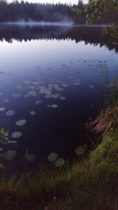 The image depicts a tranquil lake scene at dusk, possibly in Orekhovo, Russia, given the provided context. A dense forest lines the far shore, with a wispy mist hovering just above the water's surface, reflecting the dark trees. The water itself is calm and deep blue, dotted with numerous lily pads of varying sizes. In the foreground, lush green grass and reeds grow along the bank, with some dry, straw-like vegetation also present. The overall atmosphere is one of stillness and natural beauty, bathed in the dim light of twilight.