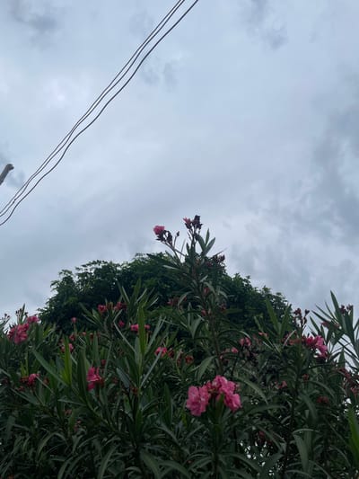 A low-angle shot captures a dense cluster of oleander bushes with numerous pink blooms, set against a backdrop of an overcast sky. The foliage is deep green, with the delicate pink flowers scattered throughout, some appearing fully open while others are in bud. In the upper left quadrant of the image, two thin, dark electrical wires stretch diagonally across the frame, suggesting an urban or suburban setting. The scene is likely located in Jalingo, Nigeria, as implied by the prompt. No people are visible in the frame. The overall impression is one of lush vegetation against a subdued, cloudy sky.