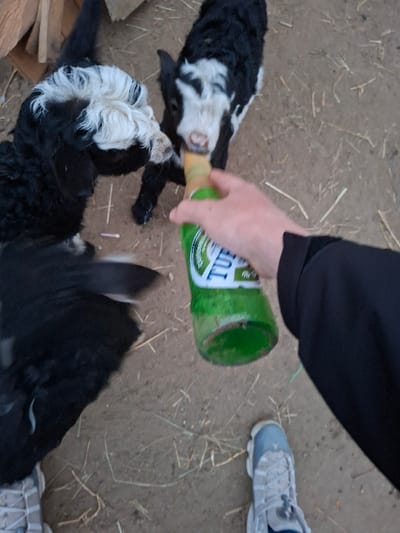 An outdoor scene in Moshtanets, Bulgaria, displays a human hand holding an uncapped green glass bottle toward a young goat. The human hand, with a dark sleeve visible on the forearm, holds the bottle, which features a white and green label with partial text "TUBOR" or "TUBORG," directly at the snout of a small, black and white goat. This goat is positioned centrally, attempting to consume liquid from the bottle opening. To the left, a larger, black goat with distinctive white curly hair on its head is present, looking towards the interaction. The ground is a light brown, dusty surface, containing scattered dry straw or hay. A human foot, encased in a light blue and white athletic shoe, is visible in the lower right foreground. Wood fragments are present in the upper left background.
