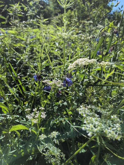 A medium shot captures a dense patch of green foliage with some small white and blue flowers, indicative of a natural outdoor setting. The scene is dominated by various types of plants, including tall, thin stalks with small, delicate white flower clusters, and other plants with wider, pointed green leaves. Some blue bell-shaped flowers are visible amongst the greenery. The background is blurred but suggests more trees and greenery, with a hint of bright blue sky at the top. The overall impression is that of a sunlit, overgrown area, possibly a meadow or a wild garden. The image does not depict any people or specific urban features.