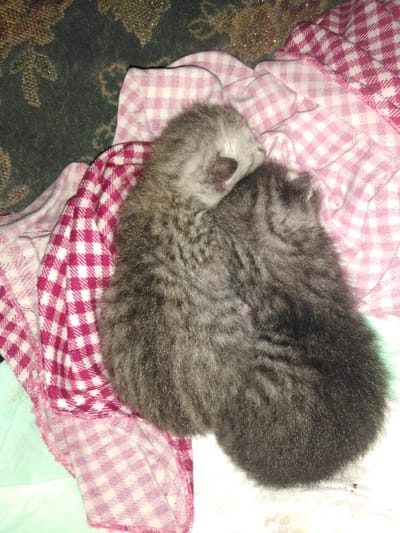 This image depicts two very young domestic felines, commonly known as kittens, resting closely together on a pink and white checkered blanket, situated indoors in the city of Yellowknife, Canada. The lighter grey kitten is positioned on the left, with its head facing left, appearing to be asleep. The second kitten, with darker grey fur, is nestled alongside the first. The checkered blanket lies partially over a light blue material. In the upper left background, a dark green fabric with a subtle golden pattern is visible. A white surface is present beneath the kittens on the lower right.