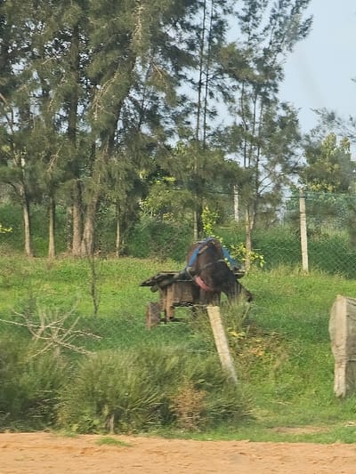 This image depicts a rural scene in Ameur عامر, Morocco. The foreground features a reddish-brown dirt path. Immediately beyond, a gentle green slope rises, covered in varying densities of grass and low-lying brush. A dark-colored animal, identified as a donkey or mule, stands on this slope in the mid-ground, positioned slightly right of center. The animal is dark brown or black, with its head lowered, facing left, and its rear visible towards the right. It is fitted with a blue harness or bridle, featuring a pink strap visible around its muzzle area. Attached to the animal, or positioned directly behind it, is a weathered wooden two-wheeled cart or platform, with only a portion of its structure and one wooden wheel clearly visible. A light-colored, possibly concrete, fence post is situated in the lower right mid-ground, leaning slightly. A dark mesh fence extends horizontally across the mid-ground, partially obscuring the view of the slope. The background is dominated by numerous tall, slender trees with dense, coniferous-like foliage, presenting a dark green canopy against a lighter, hazy sky. Additional fence posts are visible within the tree line. No people are present.