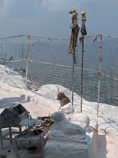 The image depicts an elevated outdoor scene in Kadaladi, India, characterized by a predominantly whitewashed rocky terrain under a hazy, light-blue sky. In the foreground, a white stone sculpture of a reclining Nandi bull faces left, situated on a whitewashed base. To its left, two grey, weathered metal structures are visible: an open-topped, trapezoidal bin on legs and a lower stand with an inverted bowl-like cover. A small, dark bowl rests on the ground near these structures.

A Rhesus Macaque monkey with light brown fur sits on a whitewashed rock formation directly behind the Nandi sculpture, facing left. Further back, two tall, vertical metal poles are erected. The pole on the left is adorned with a draped brown fabric, beaded strings, and several green and yellow fruits affixed to its top. The pole on the right is similarly decorated with beads and topped with yellow-orange fruits. Extending across the mid-ground is a silver-colored metal mesh fence, serving as a barrier and overlooking a distant, hazy landscape of hills or plains. No human figures are present.